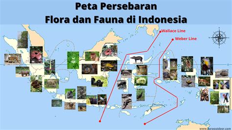 Peta Persebaran Flora Dan Fauna Di Indonesia Beserta Penjelasannya ...