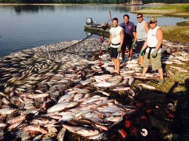 DNR video shows frenzied Asian carp leaping from Illinois River - mlive.com