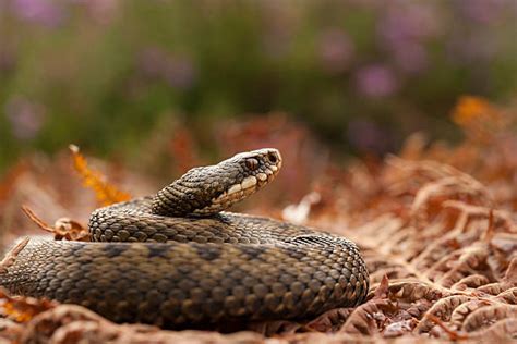 290+ Adder Snake Uk Stock Photos, Pictures & Royalty-Free Images - iStock