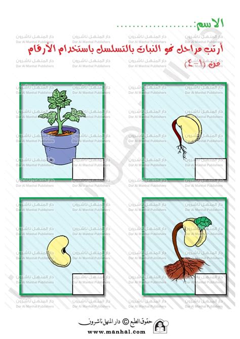 مراحل نمو النباتات | العلوم اوراق عمل