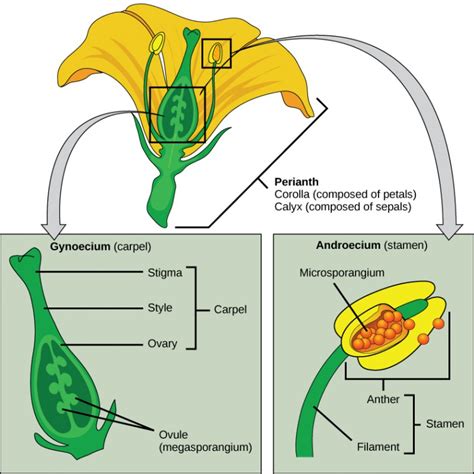 Seed Plants: Angiosperms | OpenStax: Concepts of Biology