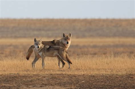 Steppe Wolf (Canis lupus campestris) – The Wolf Intelligencer