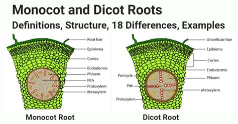 Monocot vs. Dicot Roots: Structure, 18 Differences, Examples
