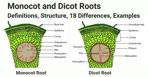 Monocot vs. Dicot Roots: Structure, 18 Differences, Examples