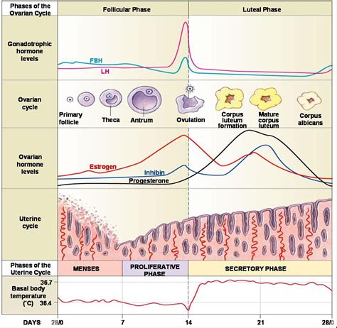 Phases of ovarian cycle | Reproductive system, Nursing study, Physiology