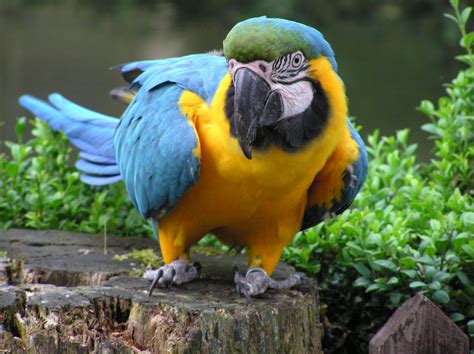 Blue and Yellow Macaw | Birdland Park & Gardens