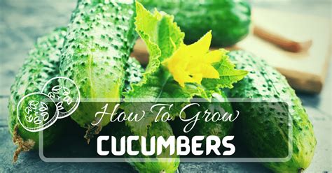 How To Grow Cucumbers | Easy Step By Step 2022