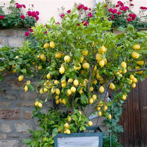 Eureka Lemon Bush | Grow Your Own Lemons | PlantingTree.com - PlantingTree