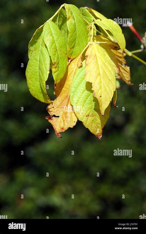 Plane tree autumn hi-res stock photography and images - Alamy