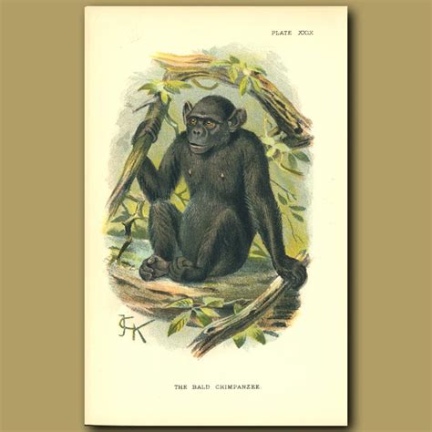 Bald Chimpanzee. Genuine antique print for sale.