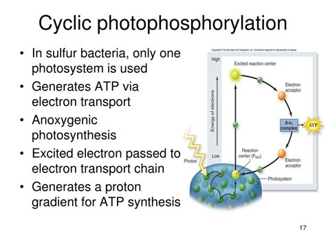 Phosphorylation Diagram