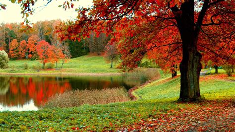 Beautiful Scenery Fall Colorful Autumn Trees And Green Grass Field ...