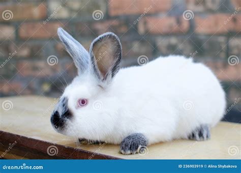 Breeding Rabbits of the California Breed. Stock Image - Image of ...