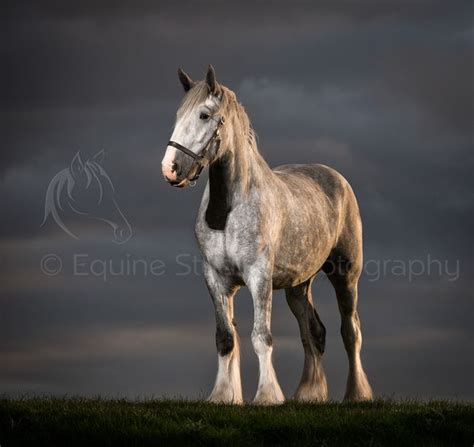 Grey shire horse. Full portrait. Equine Studio Photography Horse ...