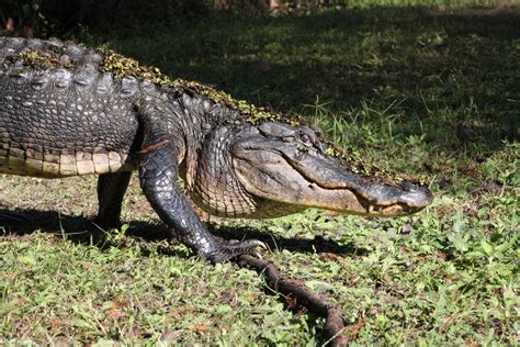 Alligator Walking Free Stock Photo - Public Domain Pictures