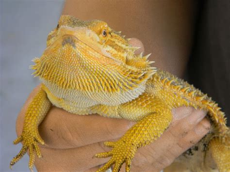 Bearded Dragon | Bearded dragon, Pets, Lizard