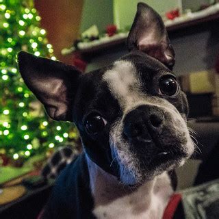 Guarding the tree | Penny guarding the tree. | Hubert Figuière | Flickr