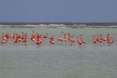 Lots of Pink Flamingos in Las Coloradas Stock Image - Image of lagoon, birdwatching: 252740819