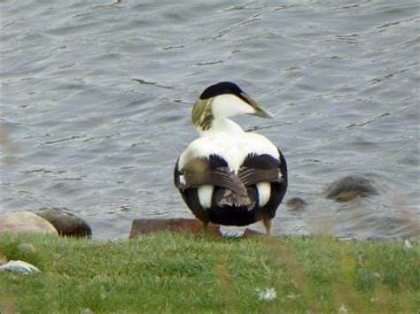 Wild and Wonderful: Holiday 3: A Day on Walney Island