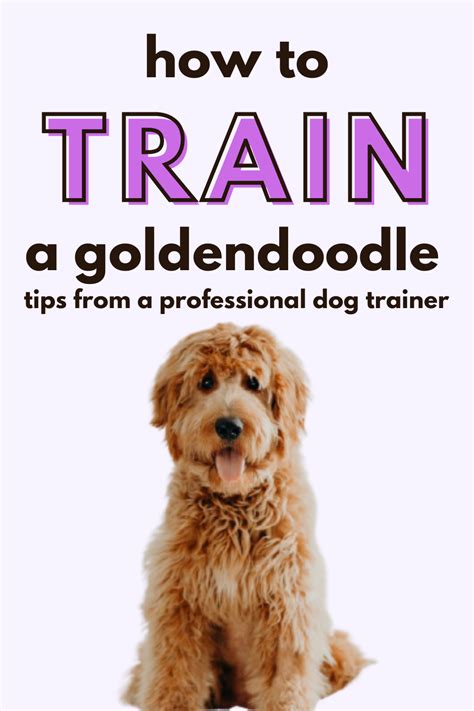 Easy (And Necessary!) Goldendoodle Training You MUST Do in 2023 | Goldendoodle, Goldendoodle ...