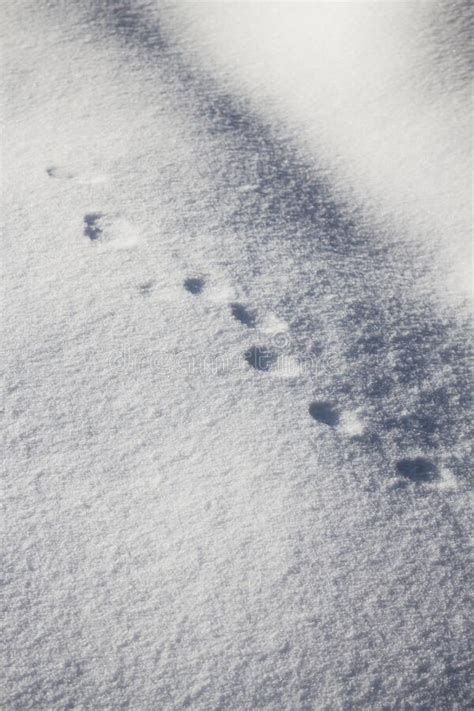 Vertical High Angle Shot of Round Animal Footprints on the Snow Stock Image - Image of snow ...