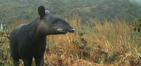 MOUNTAIN TAPIR - Spectacled Bears Conservation Society