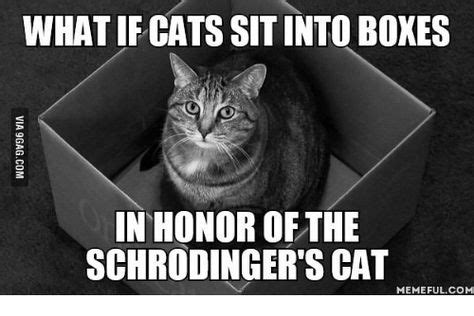 Funny Schrodinger's Cat Memes of 2017 on me.me | Schrodinger Cat | Cute cat memes, Schrodingers ...