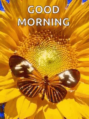 Morning Good Morning GIF - Morning GoodMorning Butterflies - Discover ...