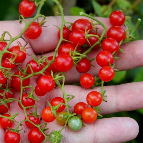 Red Currant Tomato (Solanum pimpinellifolium) Seeds - Alsagarden