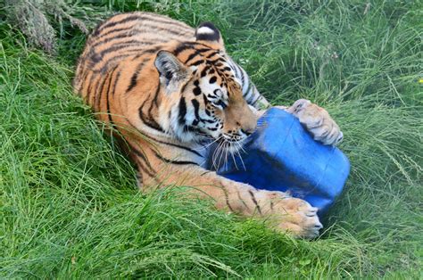 A Modern Guide to Environmental Enrichment | Wild Welfare