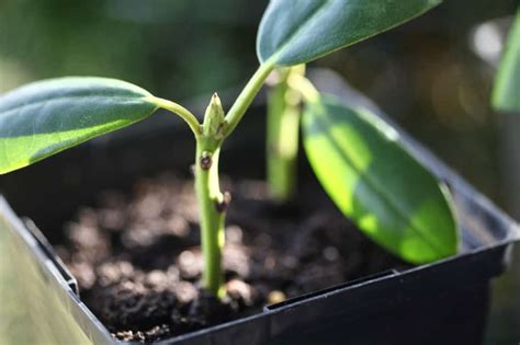 How To Propagate Rhododendron From Cuttings - Farmhouse & Blooms