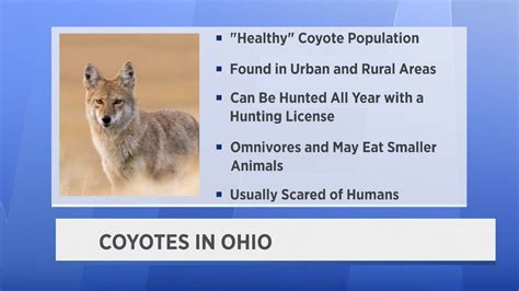 Coyotes Seen Throughout Ohio