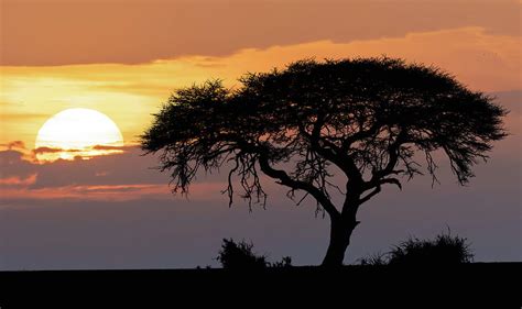 African sunset over acacia tree Photograph by Artush Foto | Fine Art America