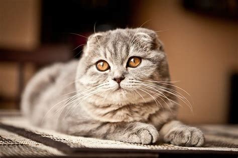 Scottish Fold » Cat Breed Profile: Personality, Care, Pictures