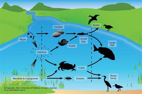 Life in the estuary | Food web, Estuary, Wetlands activities