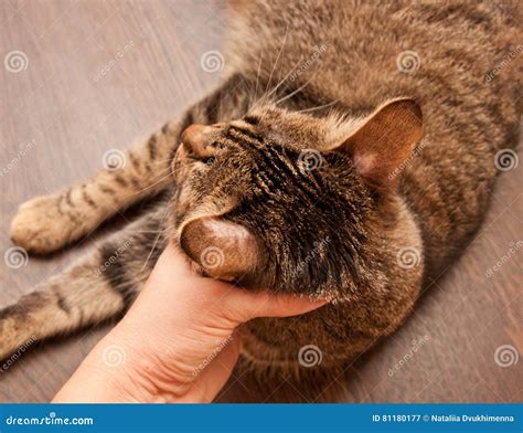 Ringworm in cat stock image. Image of doctor, problem - 81180177