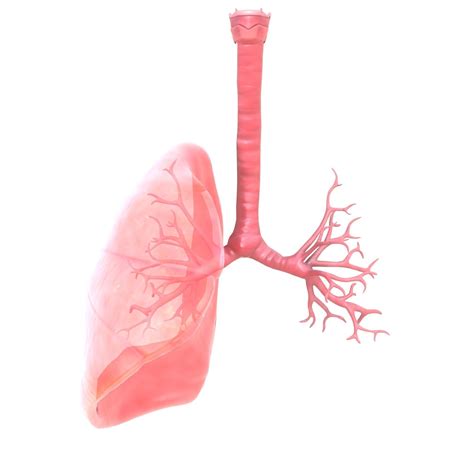 3D model Human Respiratory System Animation VR / AR / low-poly | CGTrader