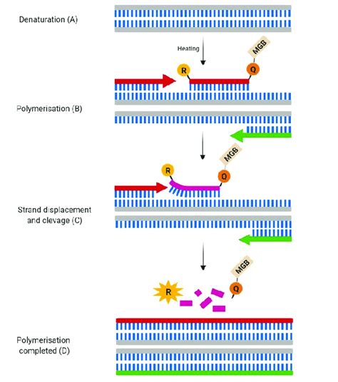 PCR Types And Applications Assay Genie, 45% OFF