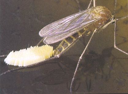 Mosquito Laying Eggs In Skin