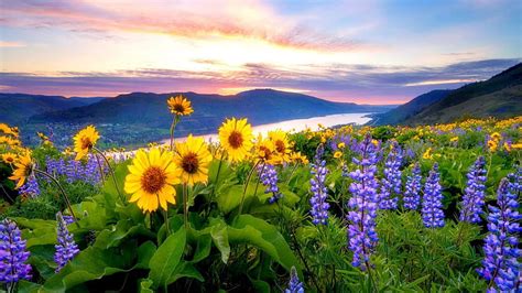 Spring Flowers Mountain Lake Hills [1920x1080], wildflowers autumn ...