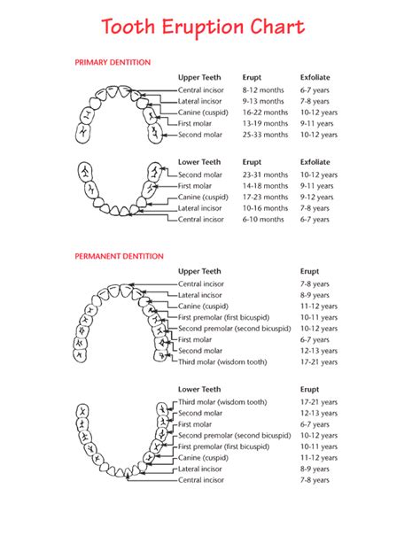 Teeth eruption chart for deciduous and permanent teeth | News | Dentagama