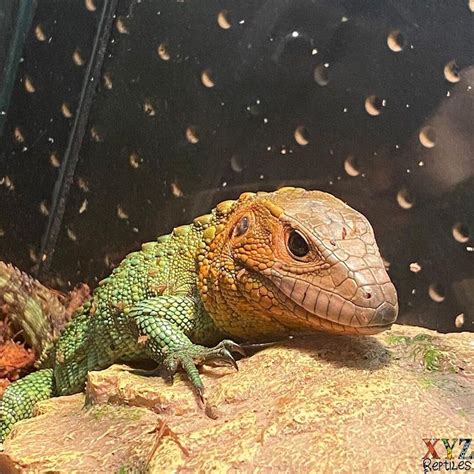 Caiman Lizard in 2021 | Caiman lizard, Pet lizards, Caiman