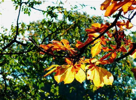 Free Images : flower, red, soil, season, maple tree, maple leaf, leaves, oak, autumn leaf, fall ...