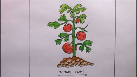 How TO Draw a tomato plant easy/draw a plant/plant drawing - YouTube