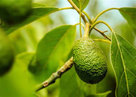 Avocado tree care essentials 陋 Master the art of nurturing you