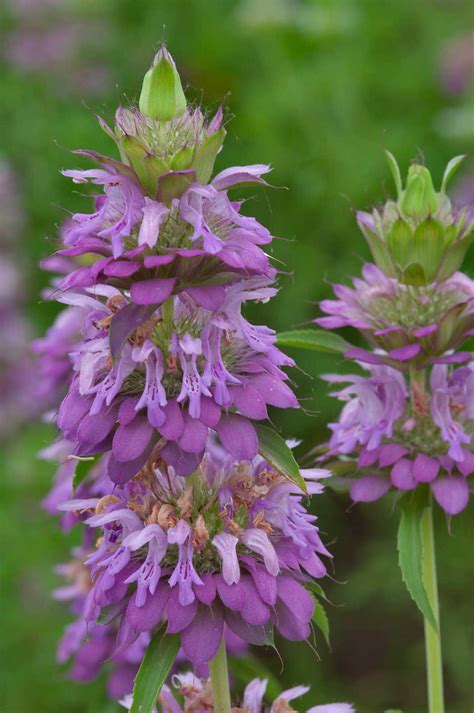 Monarda Citriodora Lemon Bee Balm Purple Horsemint | Etsy