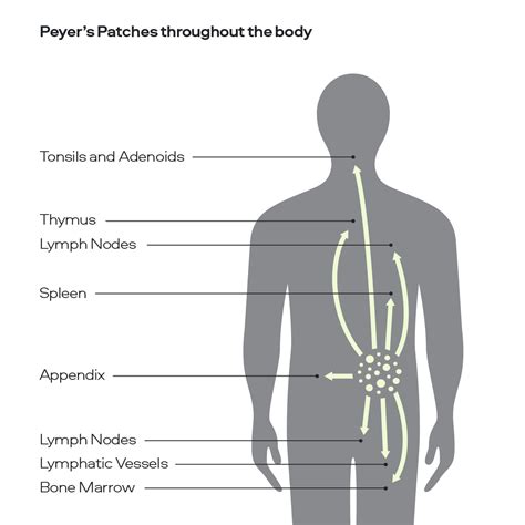 Immune Science & Peyer's Patches Function – Sons UK