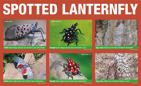 PA Department Of Agriculture Adds Centre County To Spotted Lanternfly ...