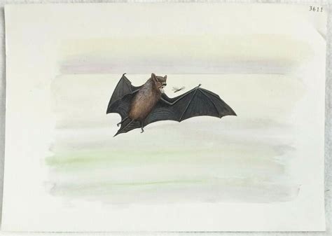 Scientific Painting, Brown Bat Watercolor, Flying Bat 11.5 X 16.5 ...