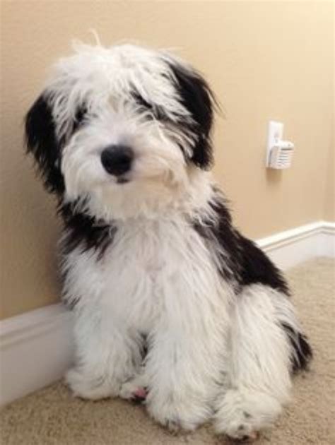 Mini Sheepadoodle Puppies Uk : Rhea-Miniature - Sheepadoodle Puppy For ...